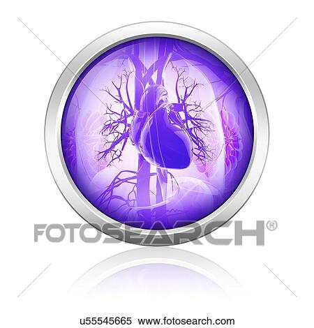 Stock Illustration - Human respiratory system, artwork. Fotosearch