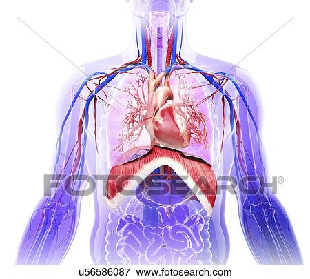 Stock Illustration - Human respiratory system, artwork. Fotosearch