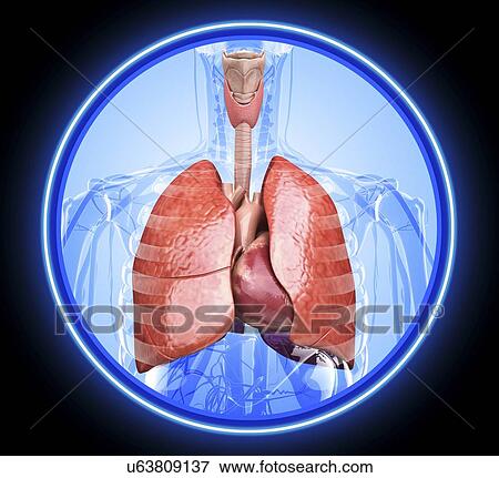 Stock Illustration - Human respiratory system, artwork. Fotosearch