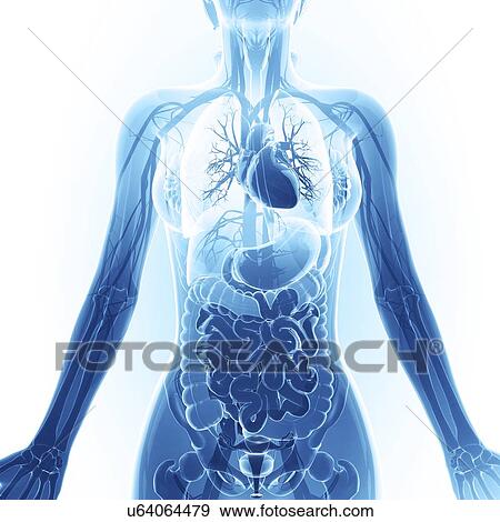 Human respiratory system, artwork View Large Illustration Stock Illustration - Human respiratory system, artwork. Fotosearch