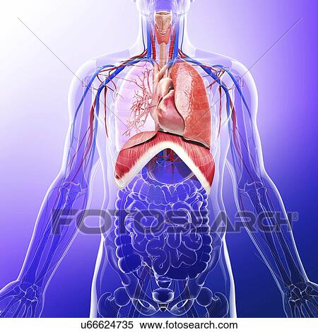 Human respiratory system, artwork View Large Illustration Stock Illustration - Human respiratory system, artwork. Fotosearch