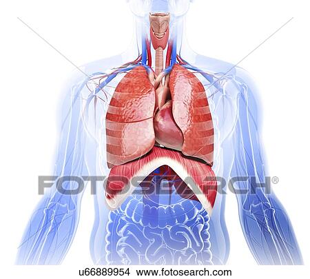 Stock Illustration - Human respiratory system, artwork. Fotosearch