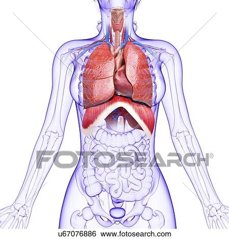 Stock Illustration - Human respiratory system, artwork. Fotosearch