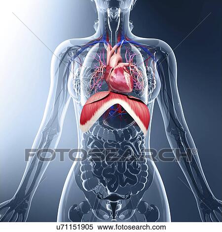 Stock Illustration - Human respiratory system, artwork. Fotosearch