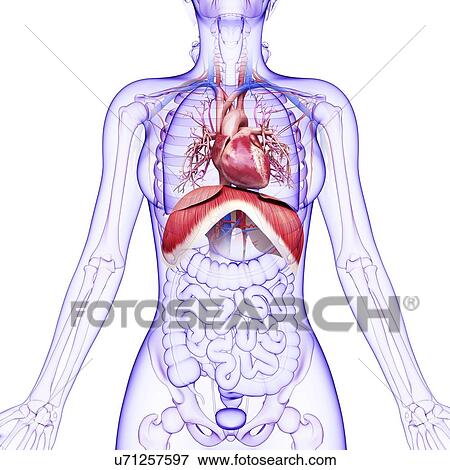 Stock Illustration - Human respiratory system, artwork. Fotosearch