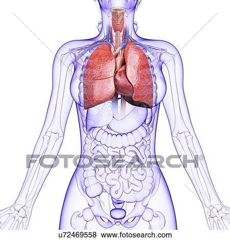Human respiratory system, artwork View Large Illustration Stock Illustration - Human respiratory system, artwork. Fotosearch