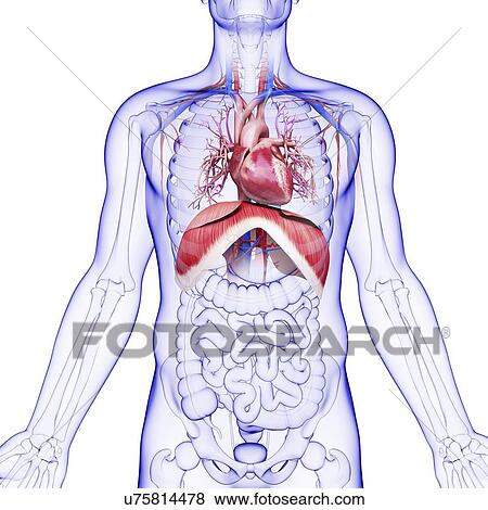 Human respiratory system, artwork View Large Illustration Stock Illustration - Human respiratory system, artwork. Fotosearch