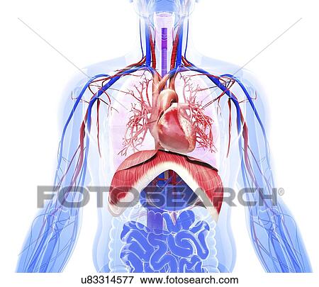 Human respiratory system, artwork View Large Illustration Stock Illustration - Human respiratory system, artwork. Fotosearch