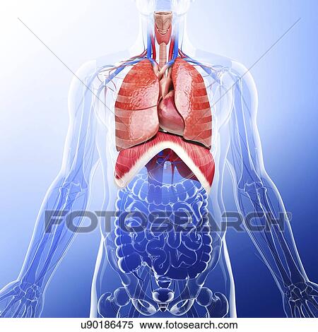Human respiratory system, artwork View Large Illustration Stock Illustration - Human respiratory system, artwork. Fotosearch