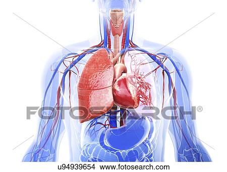 Stock Illustration - Human respiratory system, artwork. Fotosearch