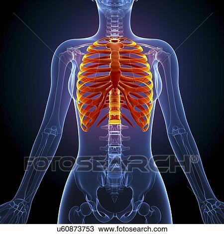 Drawing - Human ribcage, artwork. Fotosearch