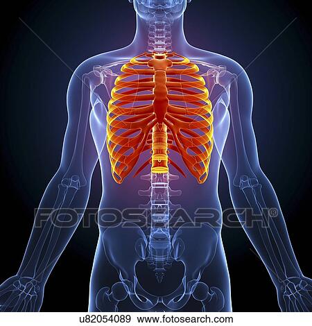 Stock Illustration - Human ribcage, artwork. Fotosearch