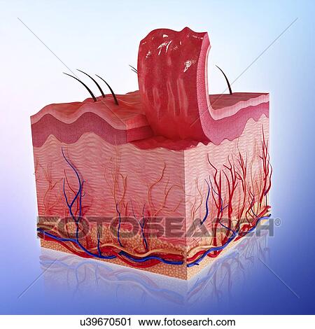 Human skin, artwork View Large Illustration Clip Art - Human skin, artwork. Fotosearch