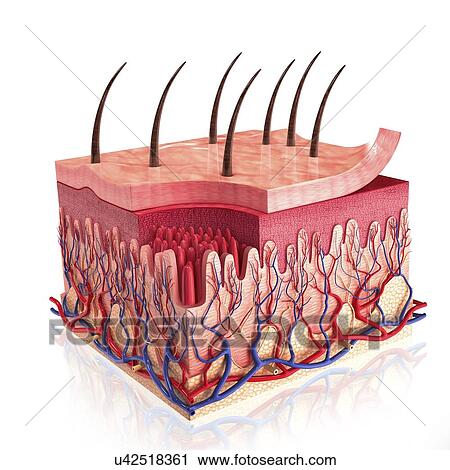 Human skin, artwork View Large Illustration Clip Art - Human skin, artwork. Fotosearch