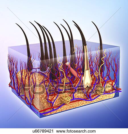 Clip Art - Human skin, artwork. Fotosearch
