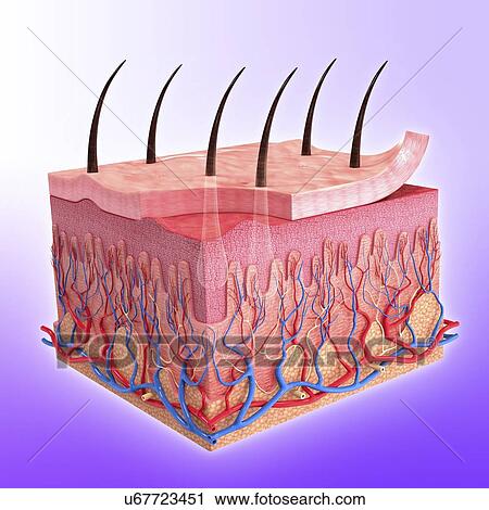 Clip Art - Human skin, artwork. Fotosearch