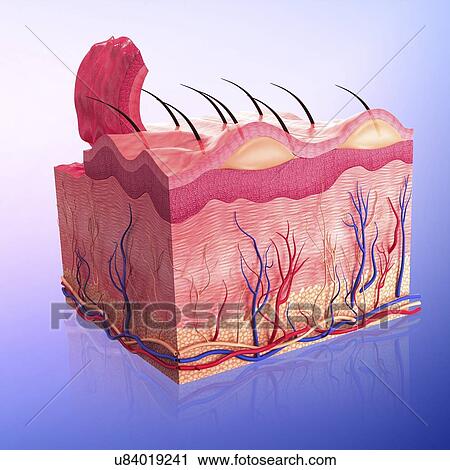 Human skin, artwork View Large Illustration Clip Art - Human skin, artwork. Fotosearch