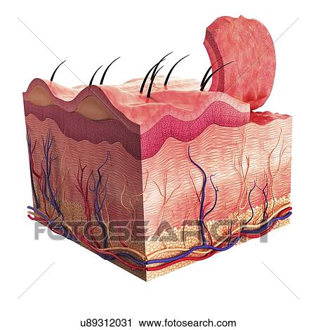 Clip Art - Human skin, artwork. Fotosearch