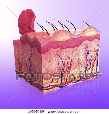 Clip Art - Human skin, artwork. Fotosearch