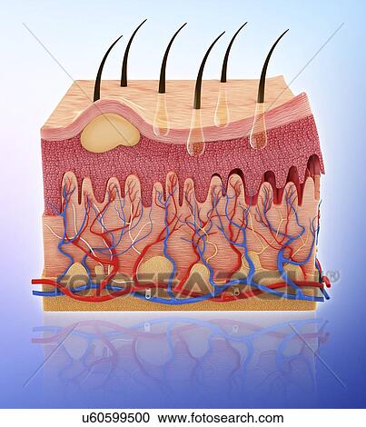 Clipart - Human skin, artwork. Fotosearch