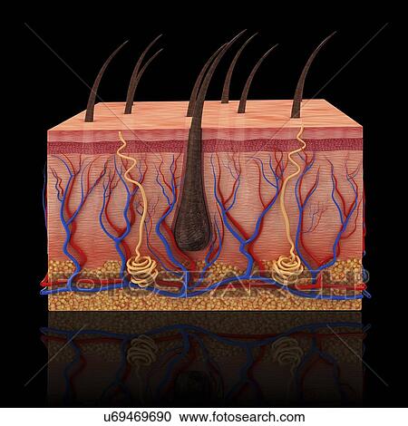 Human skin, artwork View Large Illustration Clipart - Human skin, artwork. Fotosearch