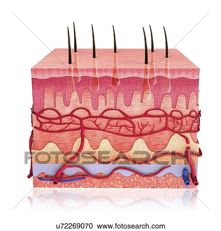 Clipart - Human skin, artwork. Fotosearch