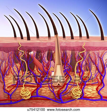 Clipart - Human skin, artwork. Fotosearch