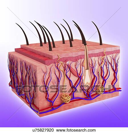 Human skin, artwork View Large Illustration Clipart - Human skin, artwork. Fotosearch