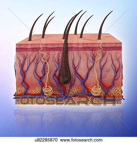 Human skin, artwork View Large Illustration Clipart - Human skin, artwork. Fotosearch