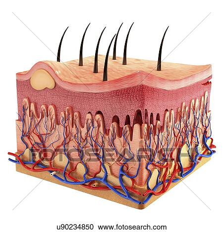 Clipart - Human skin, artwork. Fotosearch
