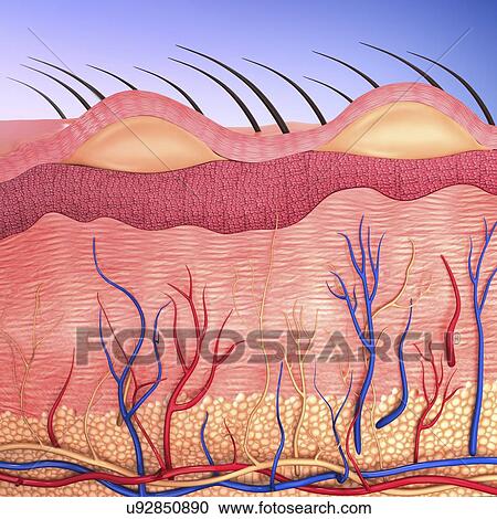 Human skin, artwork View Large Illustration Clipart - Human skin, artwork. Fotosearch