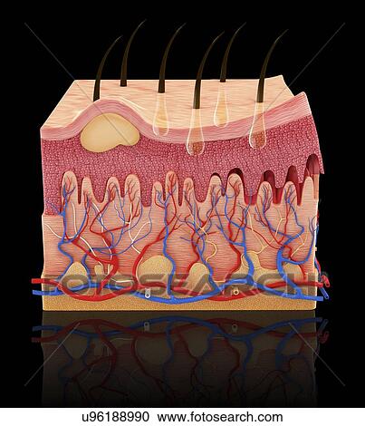 Human skin, artwork View Large Illustration Clipart - Human skin, artwork. Fotosearch