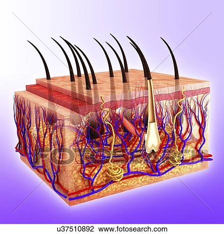 Human skin, artwork View Large Illustration Drawing - Human skin, artwork. Fotosearch