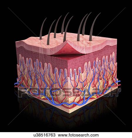 Drawing - Human skin, artwork. Fotosearch