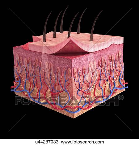Human skin, artwork View Large Illustration Drawing - Human skin, artwork. Fotosearch