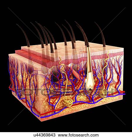 Human skin, artwork View Large Illustration Drawing - Human skin, artwork. Fotosearch