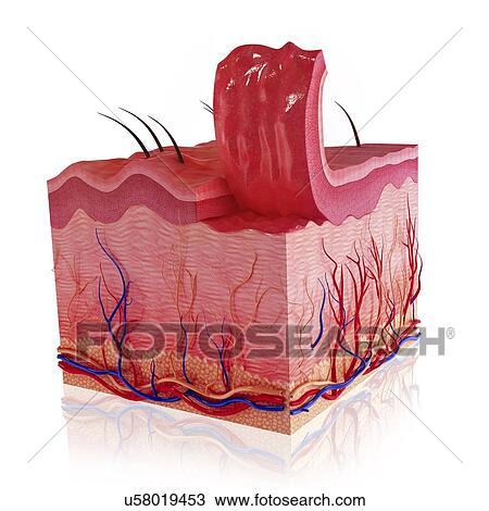 Drawing - Human skin, artwork. Fotosearch