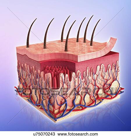 Human skin, artwork View Large Illustration Drawing - Human skin, artwork. Fotosearch