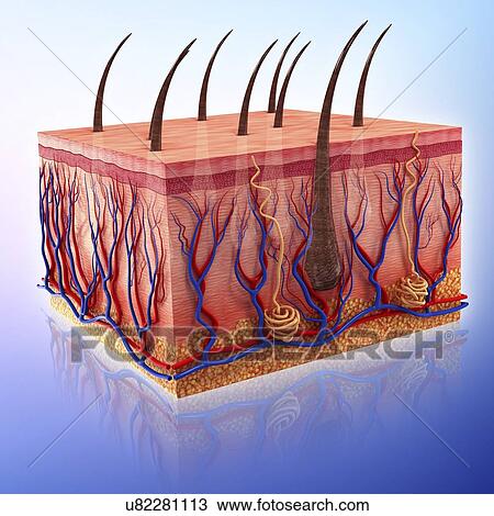 Human skin, artwork View Large Illustration Drawing - Human skin, artwork. Fotosearch