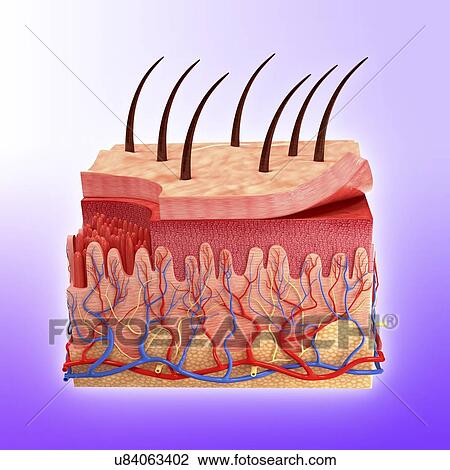 Human skin, artwork View Large Illustration Drawing - Human skin, artwork. Fotosearch