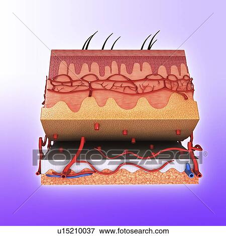 Stock Illustration - Human skin, artwork. Fotosearch