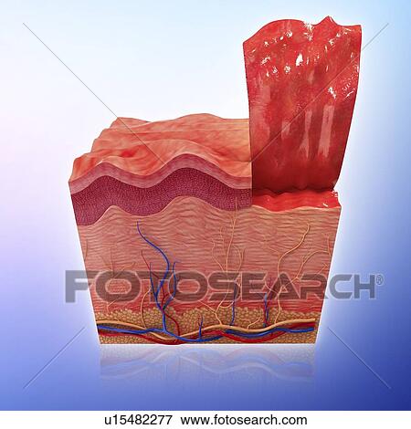 Stock Illustration - Human skin, artwork. Fotosearch