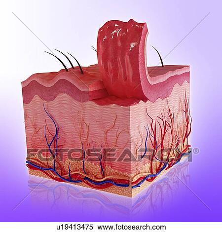 Stock Illustration - Human skin, artwork. Fotosearch