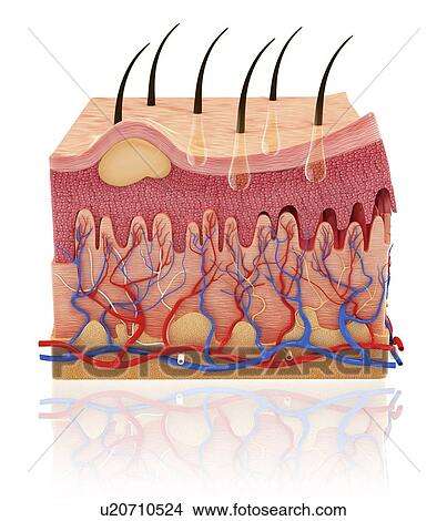 Human skin, artwork View Large Illustration Stock Illustration - Human skin, artwork. Fotosearch