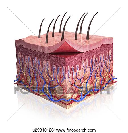 Human skin, artwork View Large Illustration Stock Illustration - Human skin, artwork. Fotosearch