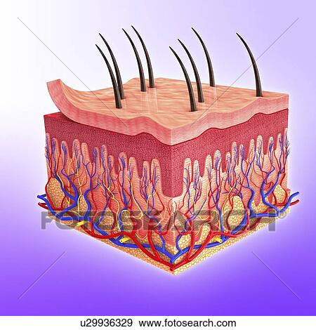 Human skin, artwork View Large Illustration Stock Illustration - Human skin, artwork. Fotosearch