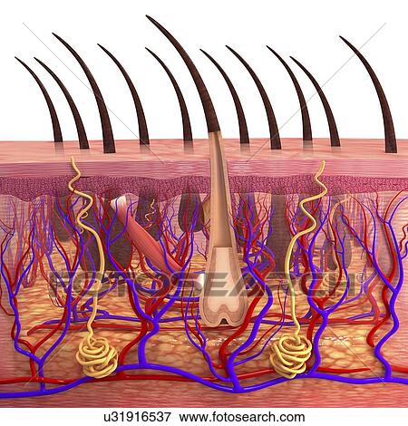 Stock Illustration - Human skin, artwork. Fotosearch