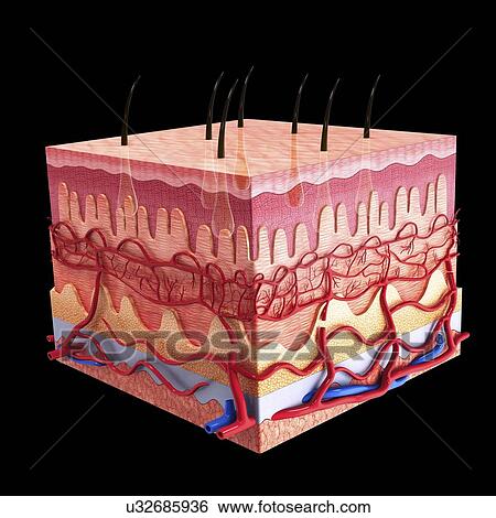 Stock Illustration - Human skin, artwork. Fotosearch