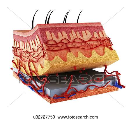 Stock Illustration - Human skin, artwork. Fotosearch
