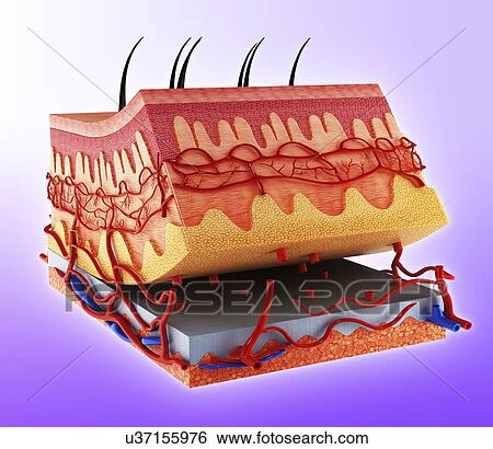 Stock Illustration - Human skin, artwork. Fotosearch